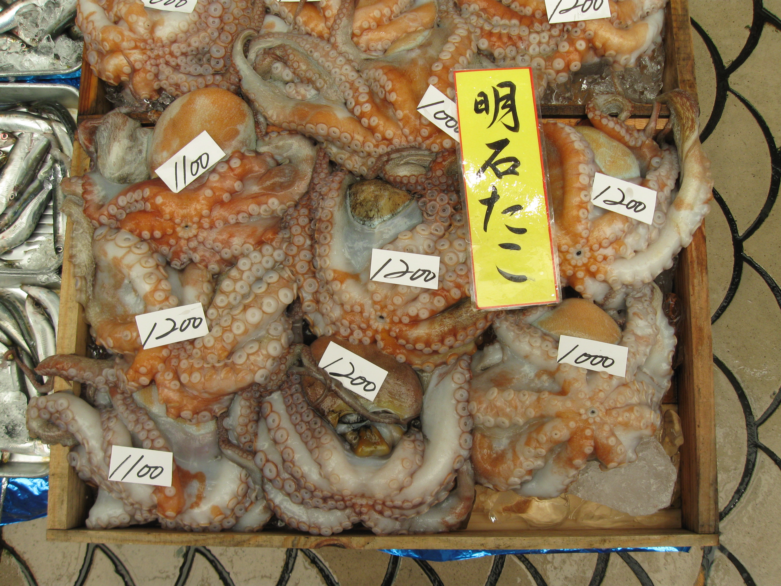 Octopus/Octopi, Akashi, Japan