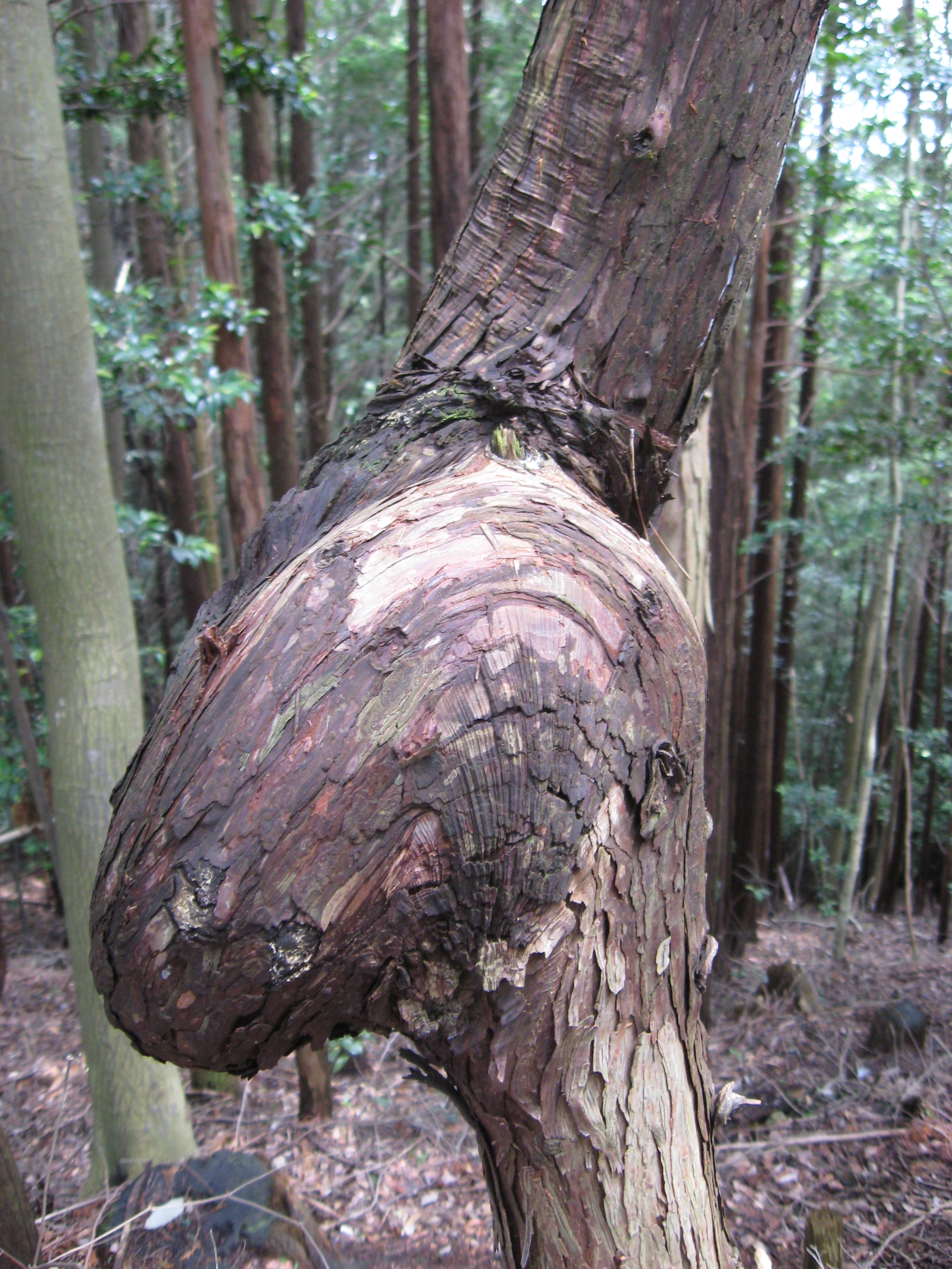 Ostrich Shaped Tree near Minoh Falls, Japan.  by Tim Jekel
