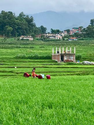 Women working in rice fields - Panauti, Nepal