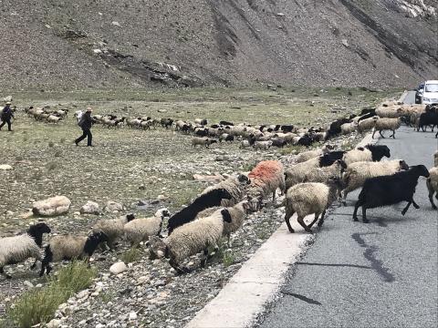 Sheep and Shepherds in Tibet