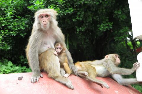 Swayambhu Monkeys